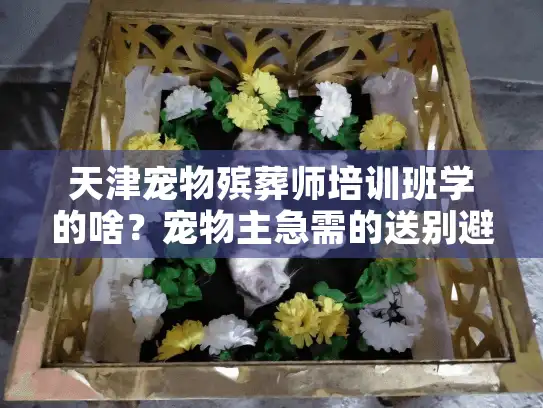 天津宠物殡葬师培训班学的啥？宠物主急需的送别避坑指南