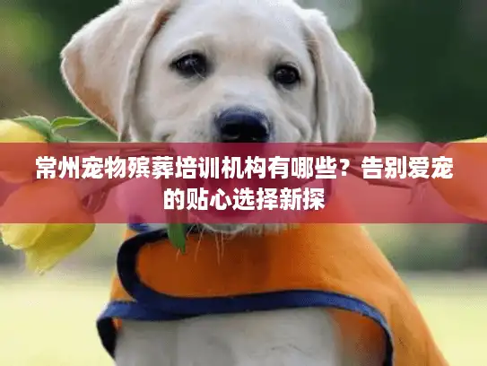 常州宠物殡葬培训机构有哪些？告别爱宠的贴心选择新探