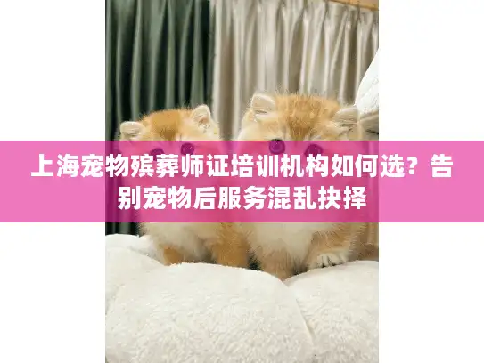 上海宠物殡葬师证培训机构如何选？告别宠物后服务混乱抉择