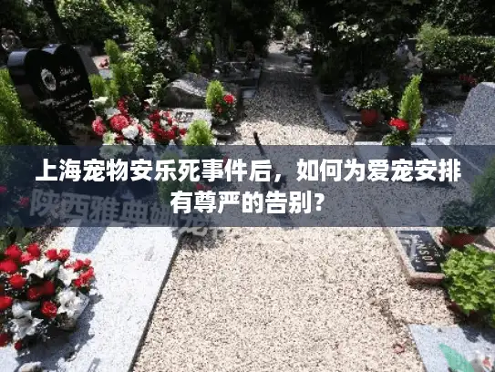 上海宠物安乐死事件后，如何为爱宠安排有尊严的告别？