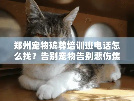 郑州宠物殡葬培训班电话怎么找？告别宠物告别悲伤焦虑