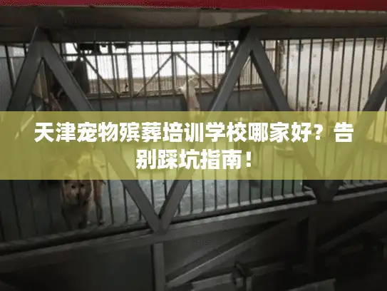 天津宠物殡葬培训学校哪家好？告别踩坑指南！