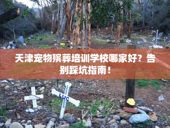 天津宠物殡葬培训学校哪家好？告别踩坑指南！