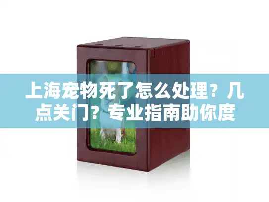 上海宠物死了怎么处理？几点关门？专业指南助你度过难关