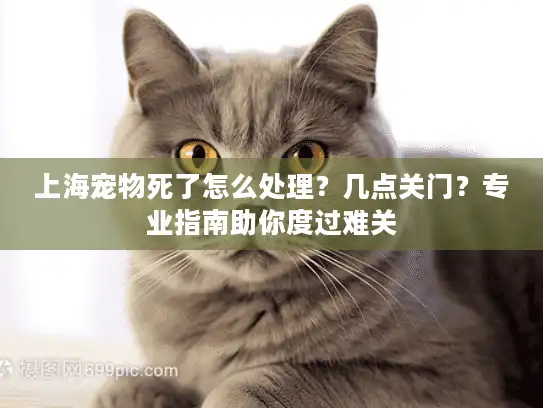 上海宠物死了怎么处理？几点关门？专业指南助你度过难关