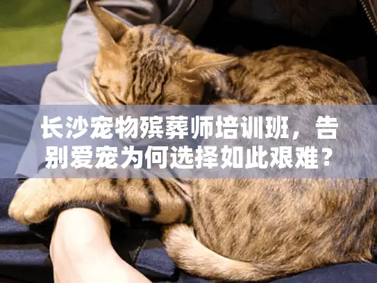 长沙宠物殡葬师培训班，告别爱宠为何选择如此艰难？