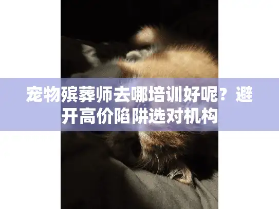 宠物殡葬师去哪培训好呢？避开高价陷阱选对机构