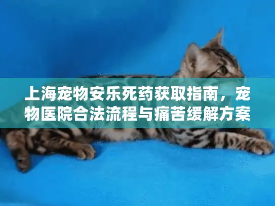 上海宠物安乐死药获取指南，宠物医院合法流程与痛苦缓解方案