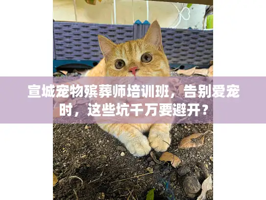 宣城宠物殡葬师培训班，告别爱宠时，这些坑千万要避开？