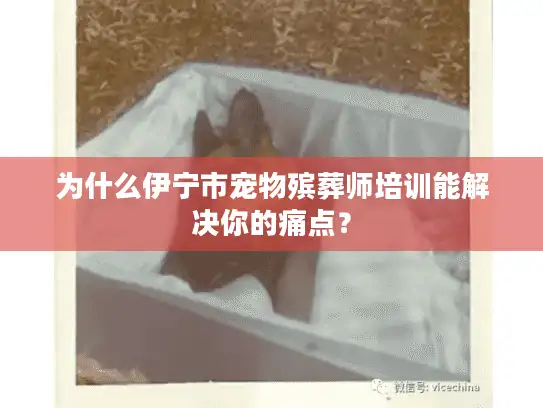 为什么伊宁市宠物殡葬师培训能解决你的痛点？