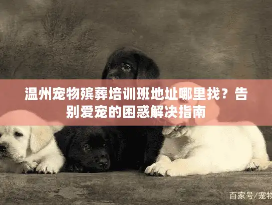 温州宠物殡葬培训班地址哪里找？告别爱宠的困惑解决指南