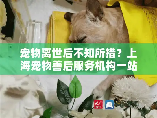 宠物离世后不知所措？上海宠物善后服务机构一站式解决方案