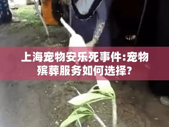 上海宠物安乐死事件:宠物殡葬服务如何选择?