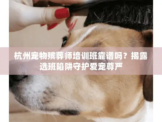 杭州宠物殡葬师培训班靠谱吗？揭露选班陷阱守护爱宠尊严