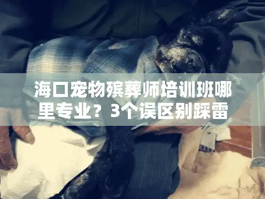 海口宠物殡葬师培训班哪里专业？3个误区别踩雷