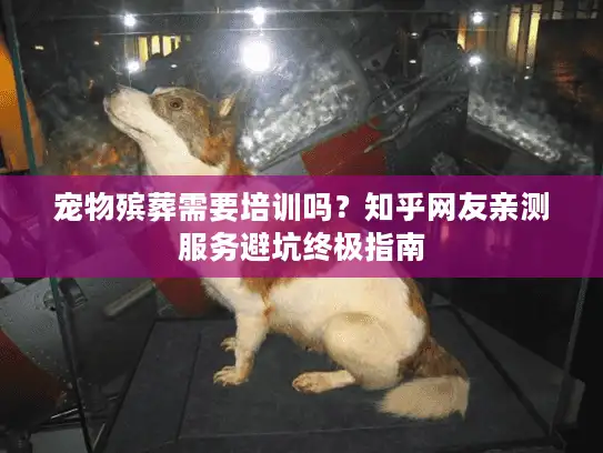 宠物殡葬需要培训吗？知乎网友亲测服务避坑终极指南