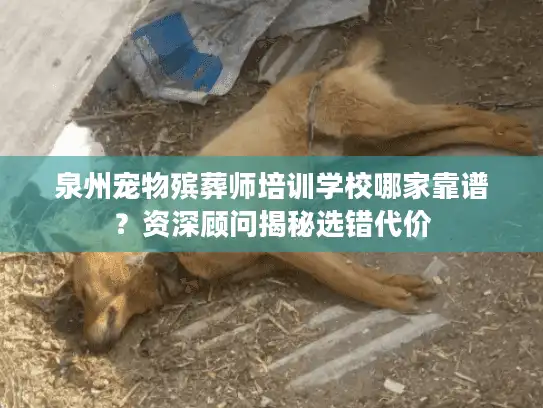 泉州宠物殡葬师培训学校哪家靠谱？资深顾问揭秘选错代价