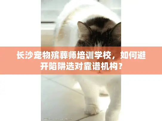长沙宠物殡葬师培训学校，如何避开陷阱选对靠谱机构？