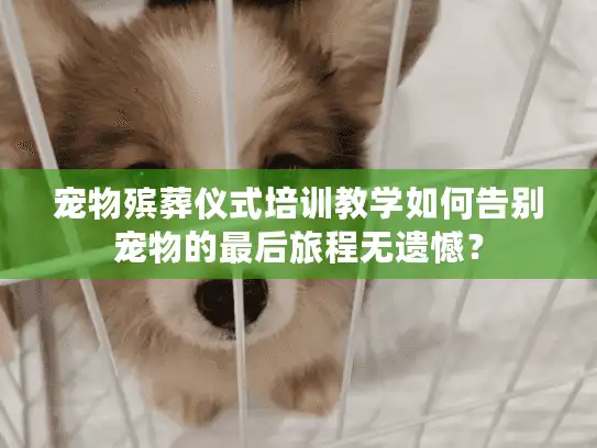 宠物殡葬仪式培训教学如何告别宠物的最后旅程无遗憾？