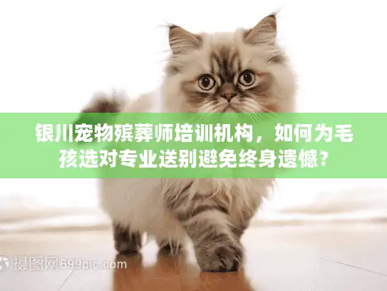 银川宠物殡葬师培训机构，如何为毛孩选对专业送别避免终身遗憾？