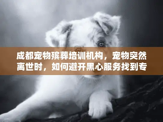 成都宠物殡葬培训机构，宠物突然离世时，如何避开黑心服务找到专业安慰？