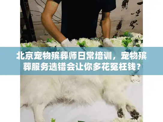 北京宠物殡葬师日常培训，宠物殡葬服务选错会让你多花冤枉钱？