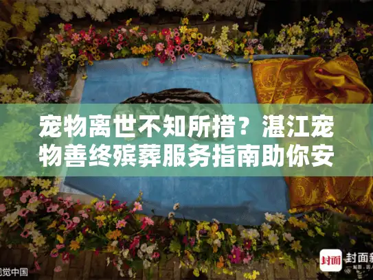宠物离世不知所措？湛江宠物善终殡葬服务指南助你安心送别