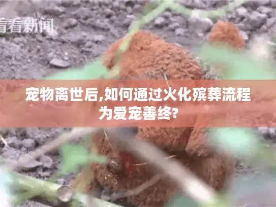 宠物离世后,如何通过火化殡葬流程为爱宠善终?
