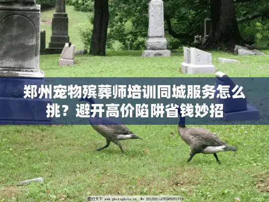 郑州宠物殡葬师培训同城服务怎么挑？避开高价陷阱省钱妙招