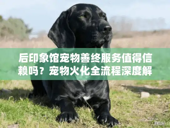后印象馆宠物善终服务值得信赖吗？宠物火化全流程深度解析