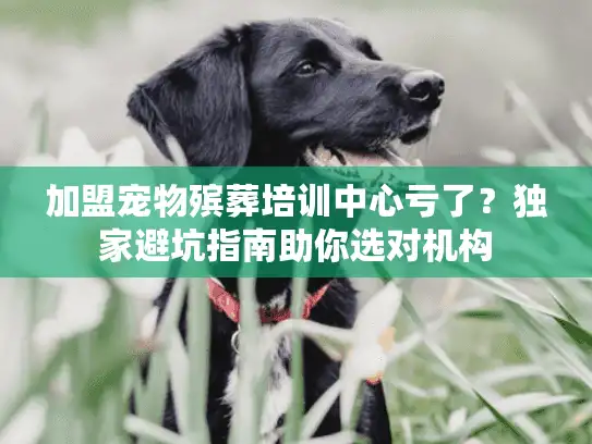 加盟宠物殡葬培训中心亏了？独家避坑指南助你选对机构