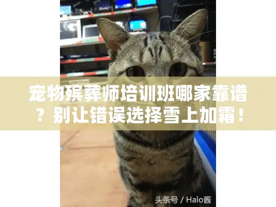 宠物殡葬师培训班哪家靠谱？别让错误选择雪上加霜！