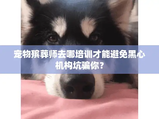 宠物殡葬师去哪培训才能避免黑心机构坑骗你？
