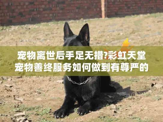 宠物离世后手足无措?彩虹天堂宠物善终服务如何做到有尊严的告别