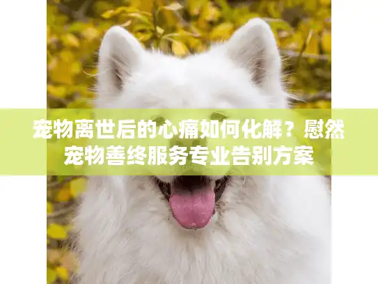 宠物离世后的心痛如何化解？慰然宠物善终服务专业告别方案