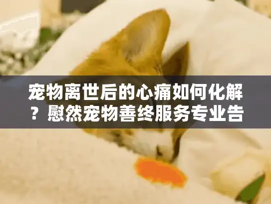 宠物离世后的心痛如何化解？慰然宠物善终服务专业告别方案