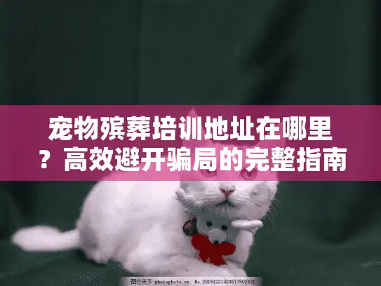宠物殡葬培训地址在哪里？高效避开骗局的完整指南