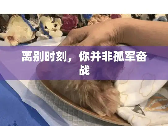 离别时刻，你并非孤军奋战