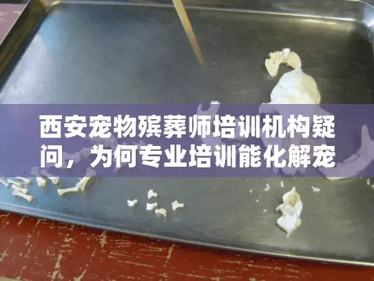 西安宠物殡葬师培训机构疑问，为何专业培训能化解宠物告别危机？