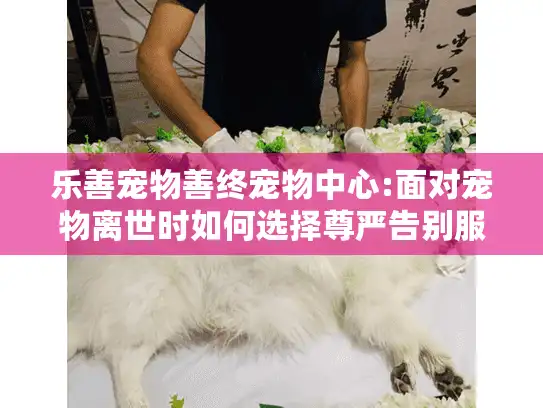 乐善宠物善终宠物中心:面对宠物离世时如何选择尊严告别服务