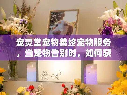 宠灵堂宠物善终宠物服务，当宠物告别时，如何获得专业告别方案？