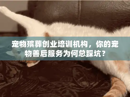 宠物殡葬创业培训机构，你的宠物善后服务为何总踩坑？