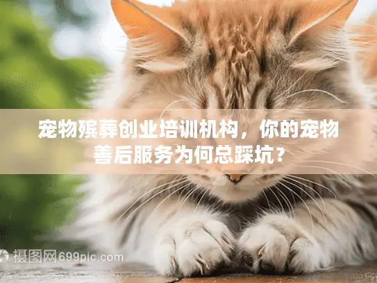 宠物殡葬创业培训机构，你的宠物善后服务为何总踩坑？