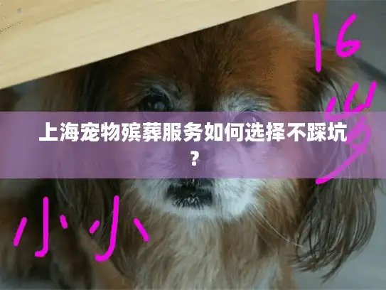 上海宠物殡葬服务如何选择不踩坑？