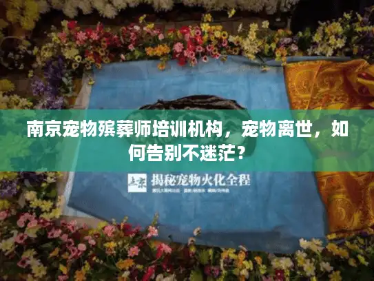 南京宠物殡葬师培训机构，宠物离世，如何告别不迷茫？