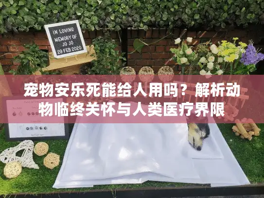 宠物安乐死能给人用吗？解析动物临终关怀与人类医疗界限