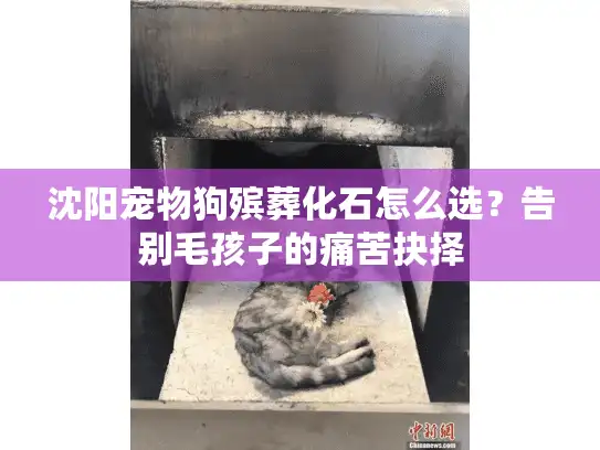 沈阳宠物狗殡葬化石怎么选？告别毛孩子的痛苦抉择