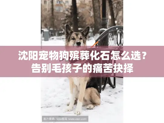 沈阳宠物狗殡葬化石怎么选？告别毛孩子的痛苦抉择