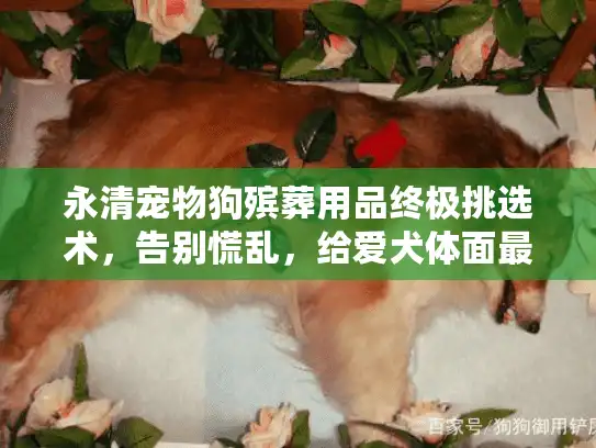 永清宠物狗殡葬用品终极挑选术，告别慌乱，给爱犬体面最后一程