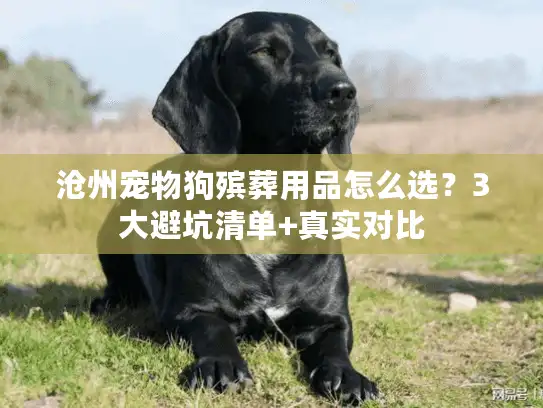 沧州宠物狗殡葬用品怎么选？3大避坑清单+真实对比
